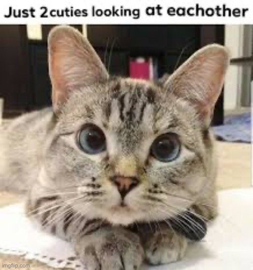 Thousand yard stare, and yes the cat is staring into your eyes | made w/ Imgflip meme maker