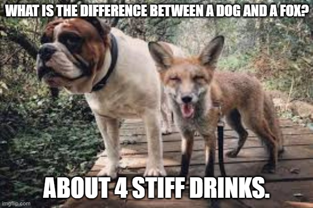 meme by Brad difference between a dog and a fox | WHAT IS THE DIFFERENCE BETWEEN A DOG AND A FOX? ABOUT 4 STIFF DRINKS. | image tagged in fun,funny memes,bad pun dog,dad joke,humor,drinking | made w/ Imgflip meme maker