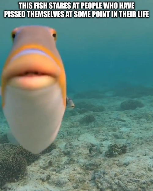 . | THIS FISH STARES AT PEOPLE WHO HAVE PISSED THEMSELVES AT SOME POINT IN THEIR LIFE | image tagged in staring fish | made w/ Imgflip meme maker
