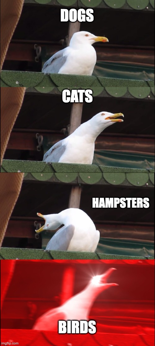 Inhaling Seagull Meme | DOGS; CATS; HAMPSTERS; BIRDS | image tagged in memes,inhaling seagull | made w/ Imgflip meme maker