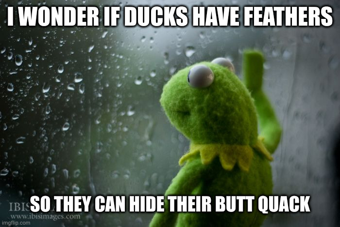 kermit, wondering | I WONDER IF DUCKS HAVE FEATHERS; SO THEY CAN HIDE THEIR BUTT QUACK | image tagged in kermit window | made w/ Imgflip meme maker