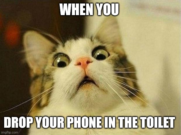 Scared Cat | WHEN YOU; DROP YOUR PHONE IN THE TOILET | image tagged in memes,scared cat,phone | made w/ Imgflip meme maker