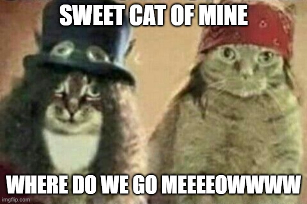 Cats and Roses | SWEET CAT OF MINE; WHERE DO WE GO MEEEEOWWWW | image tagged in guns and roses | made w/ Imgflip meme maker