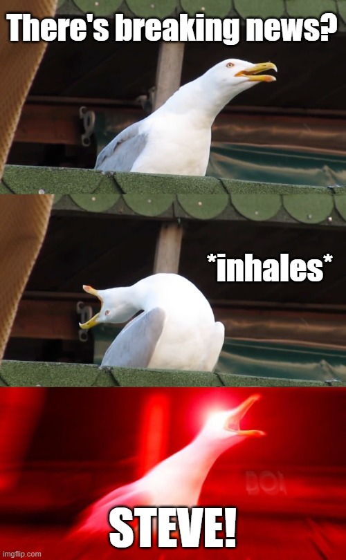 Inhaling seagull | There's breaking news? *inhales*; STEVE! | image tagged in inhaling seagull | made w/ Imgflip meme maker