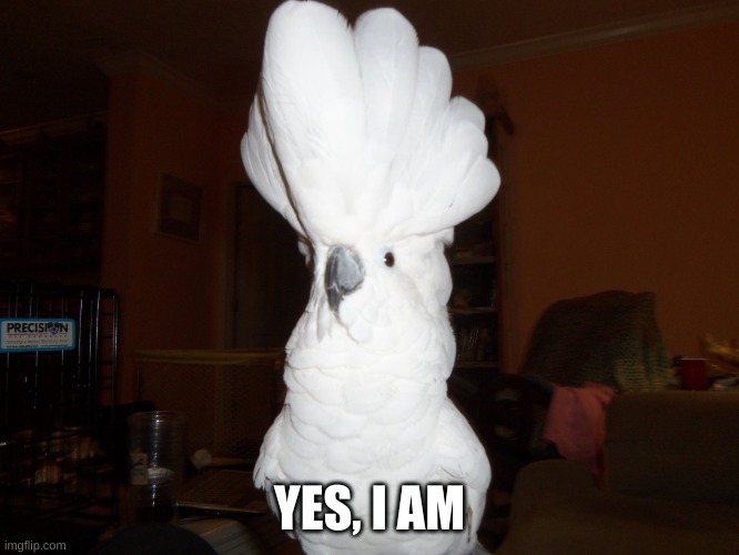Cockatoo | YES, I AM | image tagged in cockatoo | made w/ Imgflip meme maker