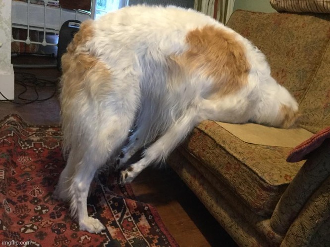 Borzoi faceplant | image tagged in borzoi faceplant | made w/ Imgflip meme maker