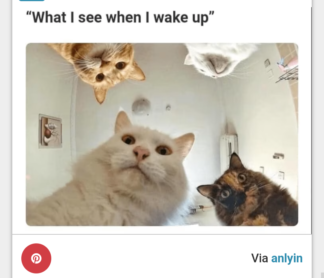 Cats like vultures Blank Meme Template