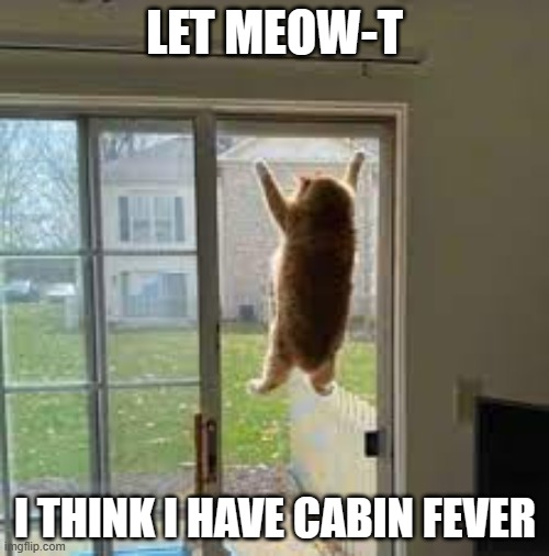 meme by Brad cat has cabin fever | LET MEOW-T; I THINK I HAVE CABIN FEVER | image tagged in cats,funny cat memes,funny cat,humor | made w/ Imgflip meme maker
