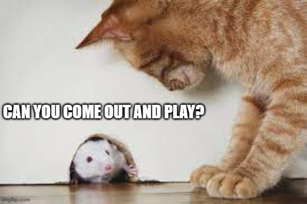 meme by Brad cat to mouse can you come out and play | CAN YOU COME OUT AND PLAY? | image tagged in cats,funny cats,funny cat memes,humor,mouse | made w/ Imgflip meme maker