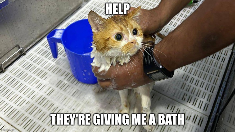 HELP; THEY'RE GIVING ME A BATH | image tagged in scared cat | made w/ Imgflip meme maker