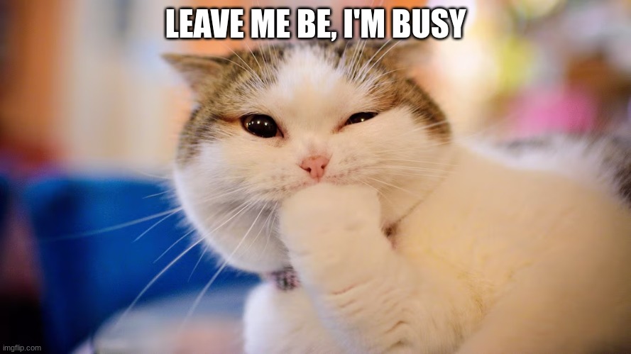 LEAVE ME BE, I'M BUSY | image tagged in cats | made w/ Imgflip meme maker