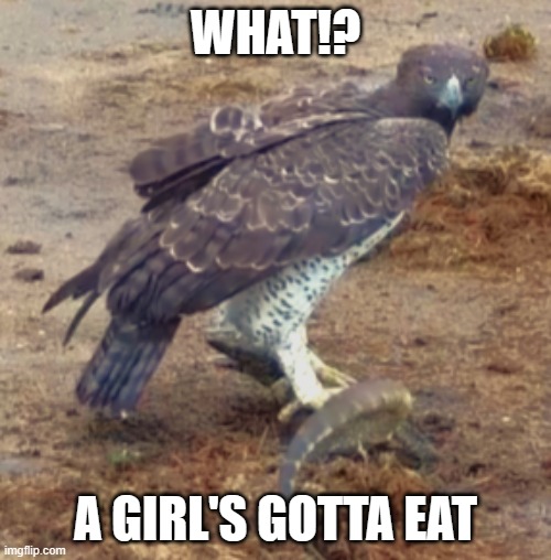 FAST FOOD | WHAT!? A GIRL'S GOTTA EAT | image tagged in girls,food,fast food | made w/ Imgflip meme maker
