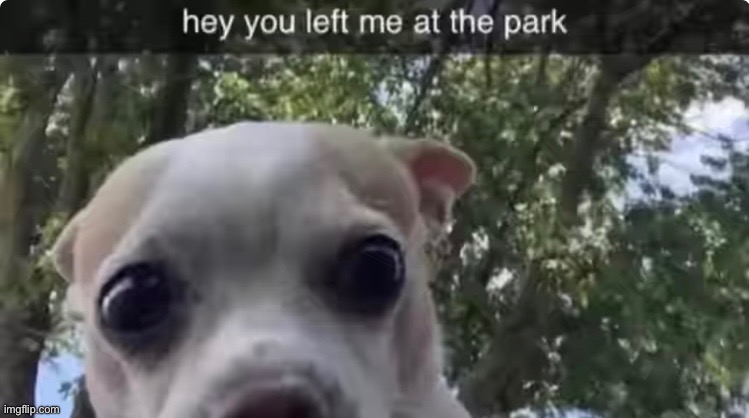 Dog | image tagged in dog | made w/ Imgflip meme maker