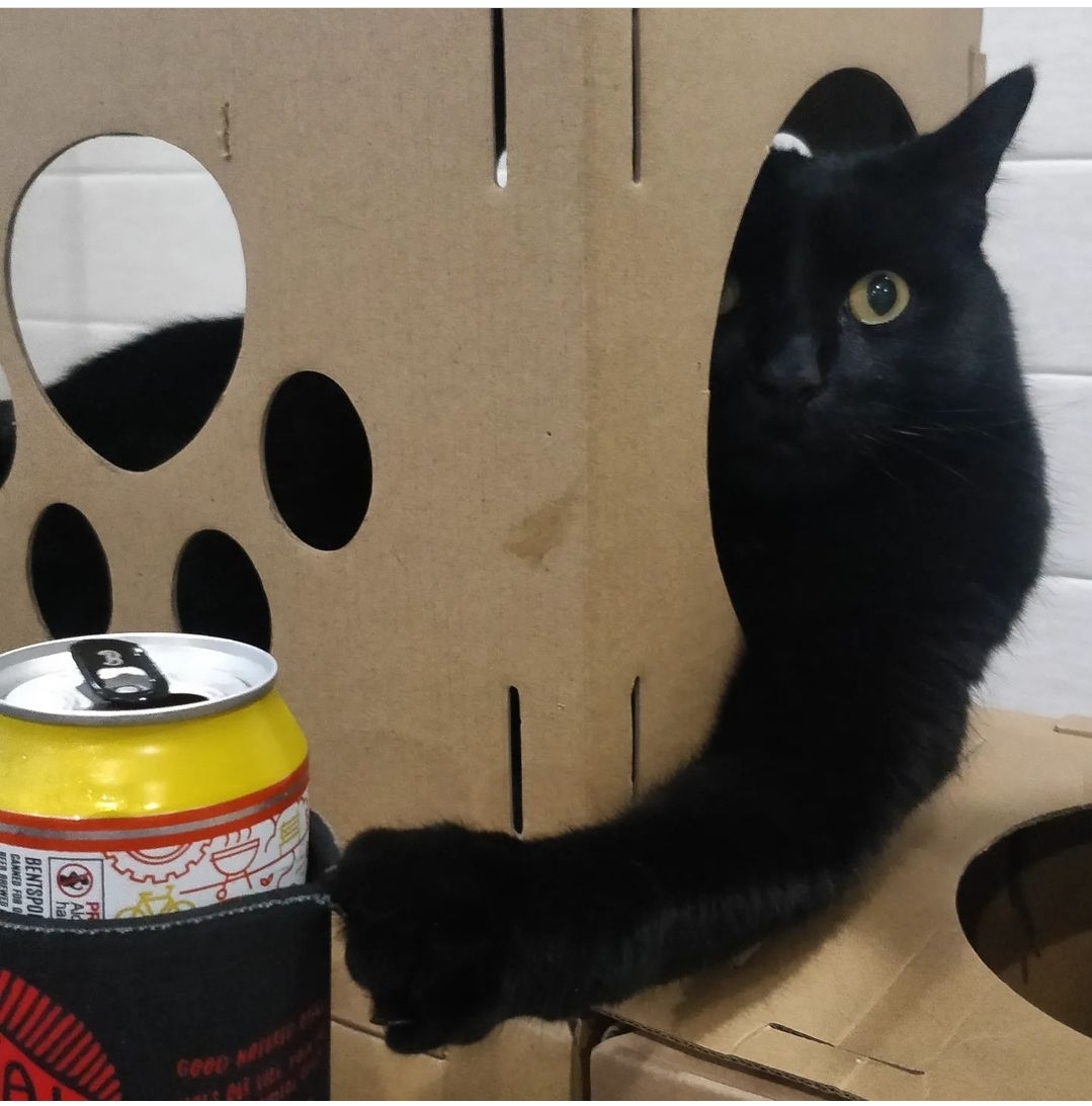 Black cat beer drinking Blank Meme Template