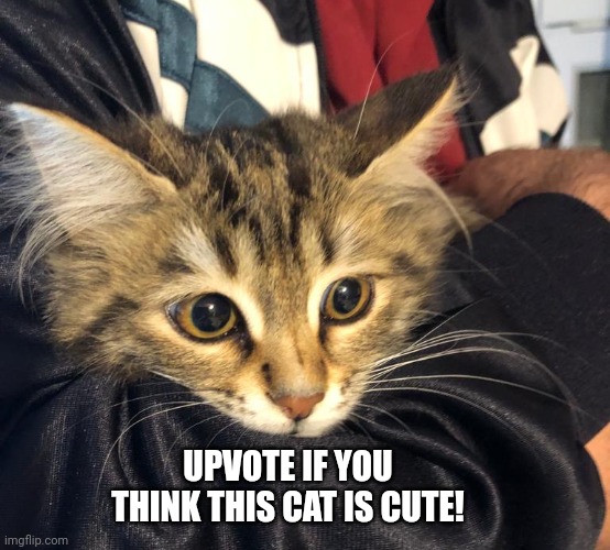 Upvote for This Cat | UPVOTE IF YOU THINK THIS CAT IS CUTE! | image tagged in cats | made w/ Imgflip meme maker