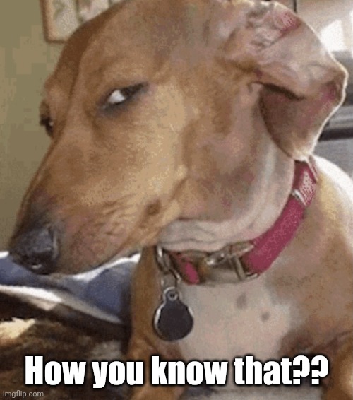 Side eye dog | How you know that?? | image tagged in side eye dog | made w/ Imgflip meme maker