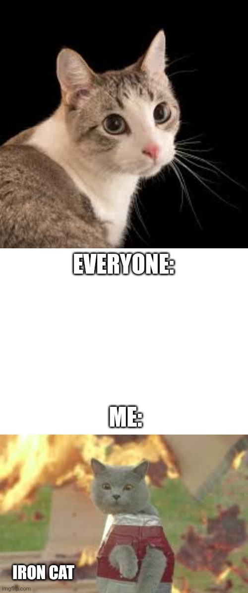 Clever Title | EVERYONE:; ME:; IRON CAT | image tagged in cats | made w/ Imgflip meme maker