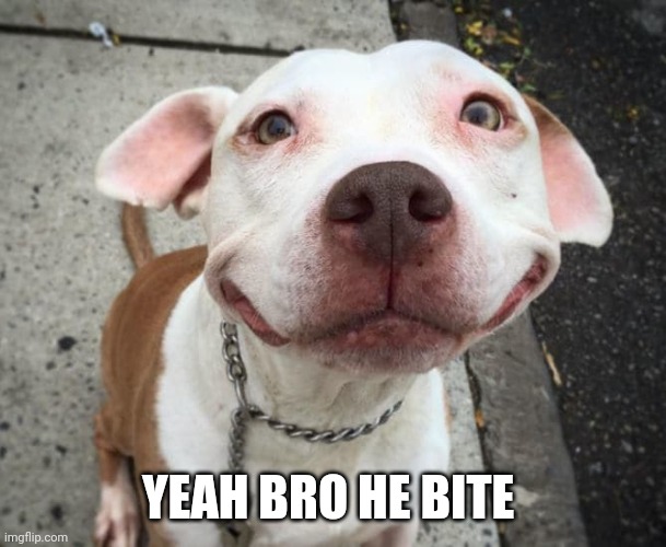 Overly Happy Pitbull | YEAH BRO HE BITE | image tagged in overly happy pitbull | made w/ Imgflip meme maker