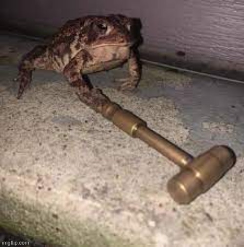 frog mallet | image tagged in frog mallet | made w/ Imgflip meme maker