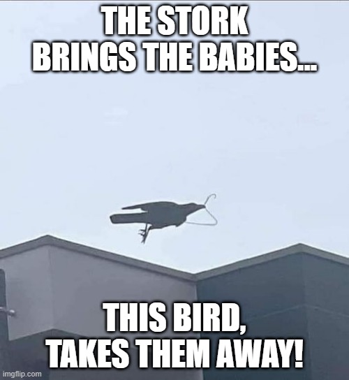 Baby Bird | THE STORK BRINGS THE BABIES... THIS BIRD, TAKES THEM AWAY! | image tagged in dark humor | made w/ Imgflip meme maker