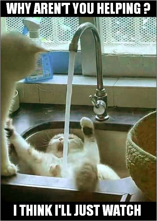 You'll Know Who Your Friends Are ! | WHY AREN'T YOU HELPING ? I THINK I'LL JUST WATCH | image tagged in cats,sink,help me,watching | made w/ Imgflip meme maker