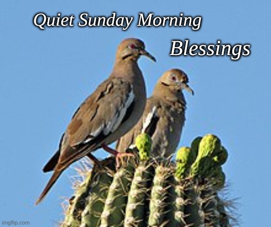 Quiet Sunday Morning | Quiet Sunday Morning; Blessings | image tagged in white wing dove | made w/ Imgflip meme maker