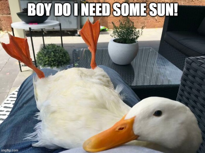 Sun Duck | BOY DO I NEED SOME SUN! | image tagged in funny ducks | made w/ Imgflip meme maker