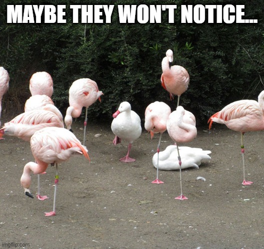 Hiding | MAYBE THEY WON'T NOTICE... | image tagged in funny ducks | made w/ Imgflip meme maker