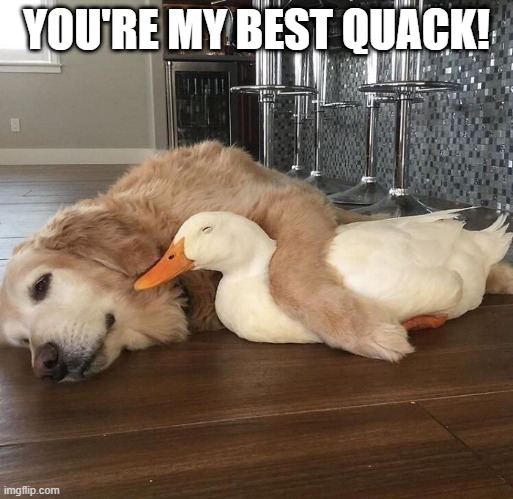 Friends | YOU'RE MY BEST QUACK! | image tagged in ducks | made w/ Imgflip meme maker
