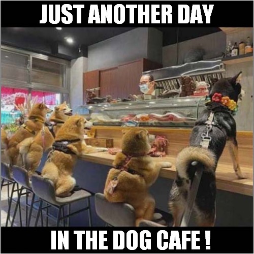 Who's Next ? | JUST ANOTHER DAY; IN THE DOG CAFE ! | image tagged in dogs,cafe | made w/ Imgflip meme maker