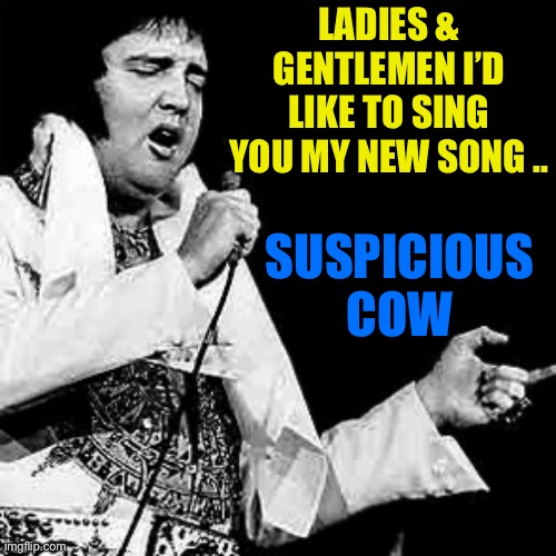 fat elvis | LADIES & GENTLEMEN I’D LIKE TO SING YOU MY NEW SONG .. SUSPICIOUS COW | image tagged in fat elvis | made w/ Imgflip meme maker
