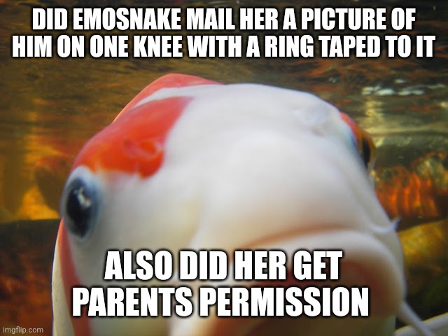 Genuine questions | DID EMOSNAKE MAIL HER A PICTURE OF HIM ON ONE KNEE WITH A RING TAPED TO IT; ALSO DID HER GET PARENTS PERMISSION | image tagged in koi | made w/ Imgflip meme maker