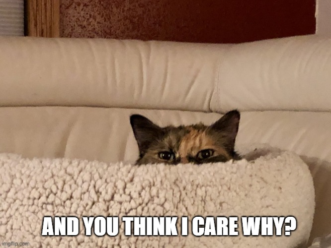 And you think I care why? | AND YOU THINK I CARE WHY? | image tagged in and you think i care why | made w/ Imgflip meme maker