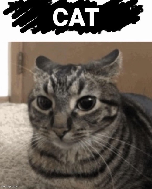 Gato | made w/ Imgflip meme maker