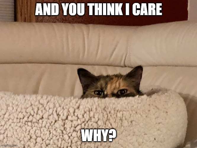 And you think I care why? | AND YOU THINK I CARE; WHY? | image tagged in and you think i care why | made w/ Imgflip meme maker