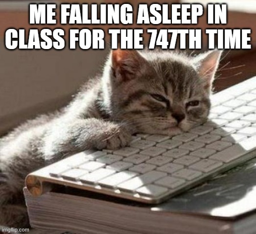 tired cat | ME FALLING ASLEEP IN CLASS FOR THE 747TH TIME | image tagged in tired cat,school,school memes,sleeping,memes | made w/ Imgflip meme maker