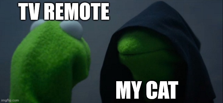 When my cat finds the remote | TV REMOTE; MY CAT | image tagged in memes,evil kermit | made w/ Imgflip meme maker