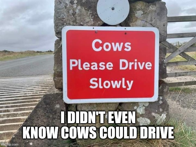 Cows Driving | I DIDN'T EVEN KNOW COWS COULD DRIVE | image tagged in cows,road signs,funny road signs | made w/ Imgflip meme maker