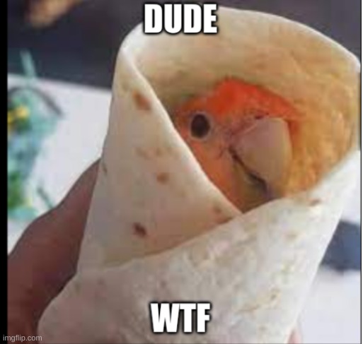Dude, WTF | image tagged in dude wtf | made w/ Imgflip meme maker