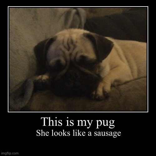 Pug:3 | This is my pug | She looks like a sausage | image tagged in funny,demotivationals | made w/ Imgflip demotivational maker