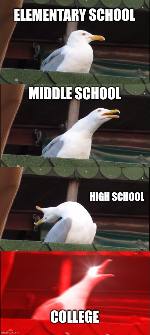 Inhaling Seagull | ELEMENTARY SCHOOL; MIDDLE SCHOOL; HIGH SCHOOL; COLLEGE | image tagged in memes,inhaling seagull | made w/ Imgflip meme maker