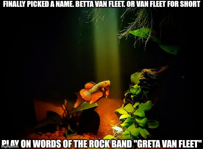 FINALLY PICKED A NAME. BETTA VAN FLEET. OR VAN FLEET FOR SHORT; PLAY ON WORDS OF THE ROCK BAND "GRETA VAN FLEET" | made w/ Imgflip meme maker