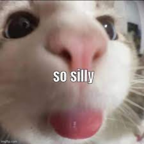 So silly cat | image tagged in cats | made w/ Imgflip meme maker