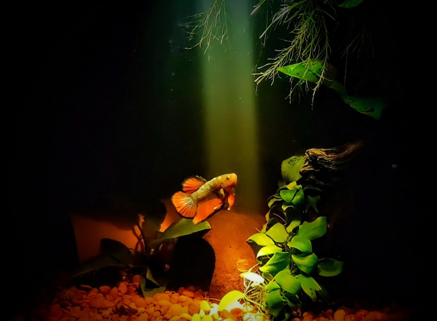 High Quality Betta van fleet Blank Meme Template