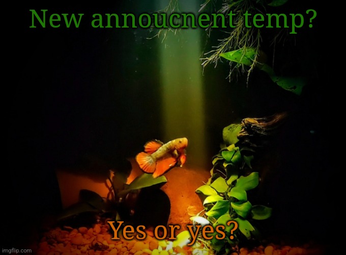 Betta van fleet | New annoucnent temp? Yes or yes? | image tagged in betta van fleet | made w/ Imgflip meme maker