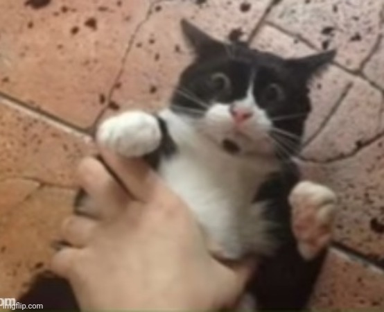 Cat getting grabbed | image tagged in cat getting grabbed | made w/ Imgflip meme maker