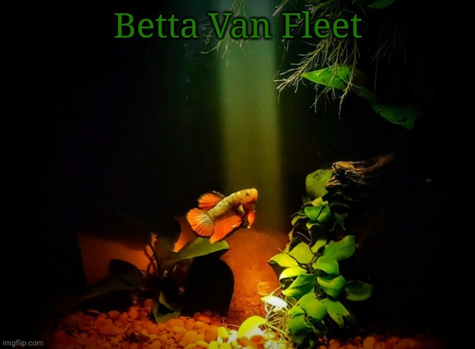 Betta van fleet | Betta Van Fleet | image tagged in betta van fleet | made w/ Imgflip meme maker