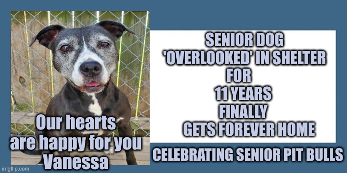 pit bull | SENIOR DOG 'OVERLOOKED' IN SHELTER                      FOR                         
  11 YEARS   
FINALLY 
   GETS FOREVER HOME; Our hearts are happy for you
Vanessa; CELEBRATING SENIOR PIT BULLS | image tagged in senior | made w/ Imgflip meme maker