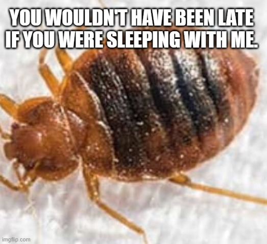 Bedbug | YOU WOULDN'T HAVE BEEN LATE IF YOU WERE SLEEPING WITH ME. | image tagged in bedbug | made w/ Imgflip meme maker