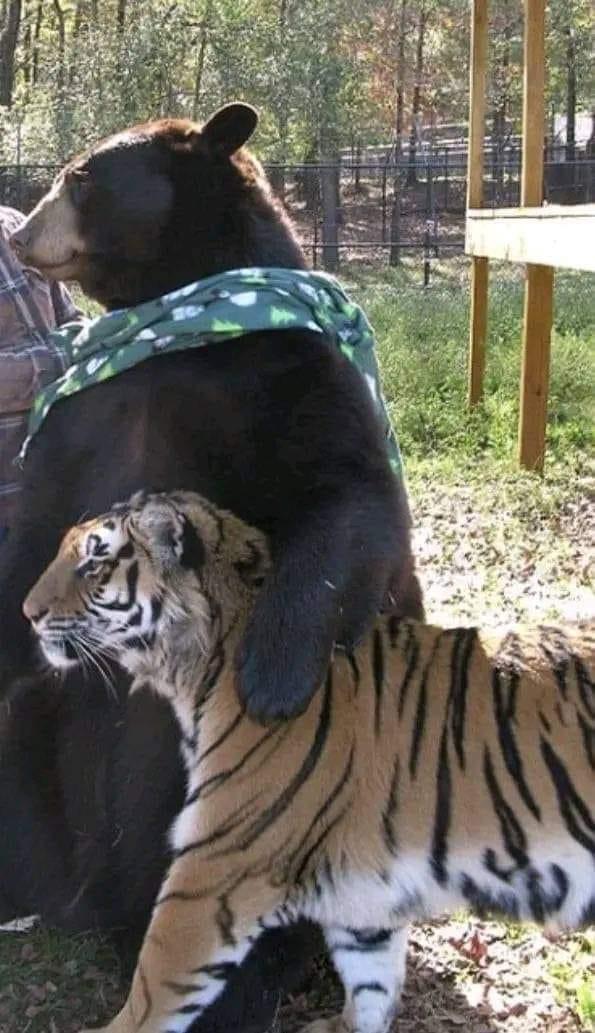 High Quality Tiger and bear Blank Meme Template